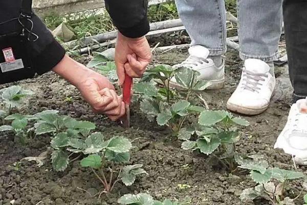 种植过程中草莓需要补钙么，附种植方法