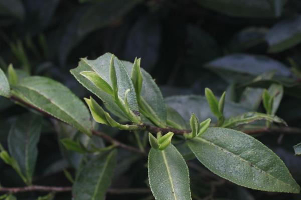 丘陵地区适合种植什么