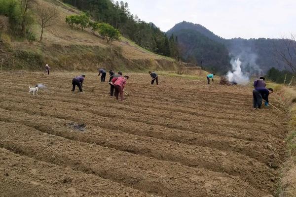 大葱高产种植技术，附追肥方法