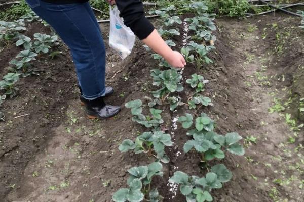 种植过程中草莓需要补钙么，附种植方法