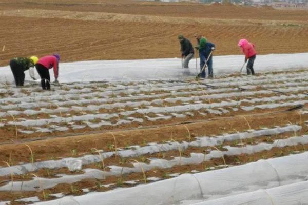 甜瓜病害图片及防治，附甜瓜种植方法