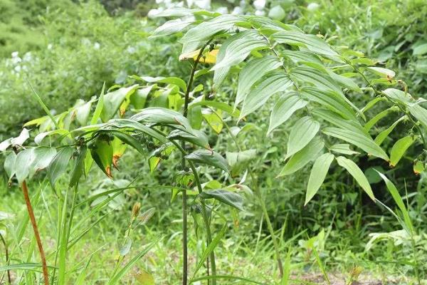 黄精种植技术