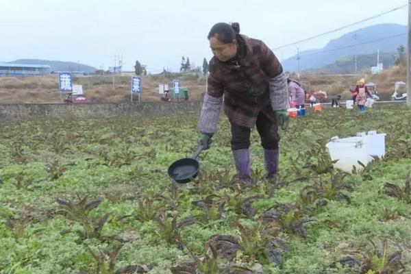 油麦菜种子怎么种，油麦菜种子不催芽可以播种吗