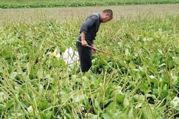 车前草种植产量，附种植方法