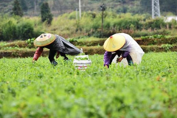 豌豆种植方法和时间