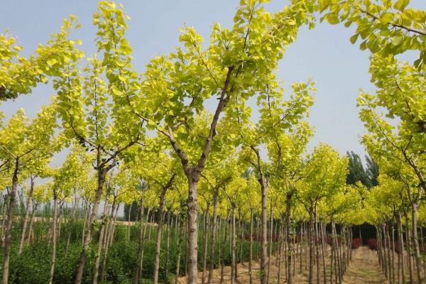 银杏树种植方法