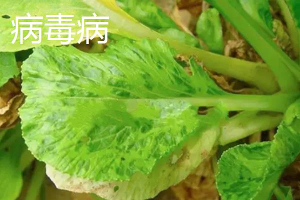 油菜病害，附种植方法