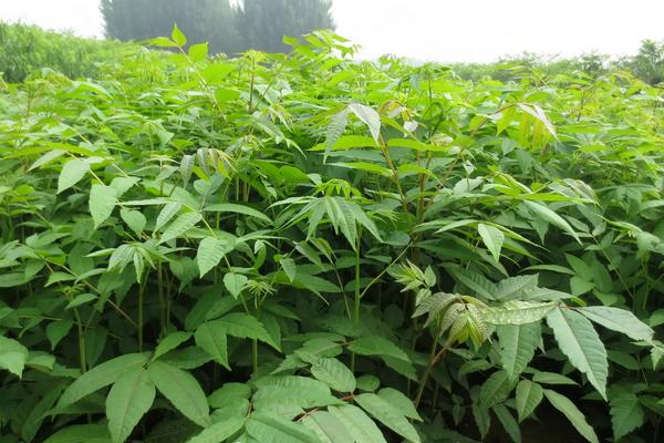 香椿矮化密植技术，香椿大棚种植技术