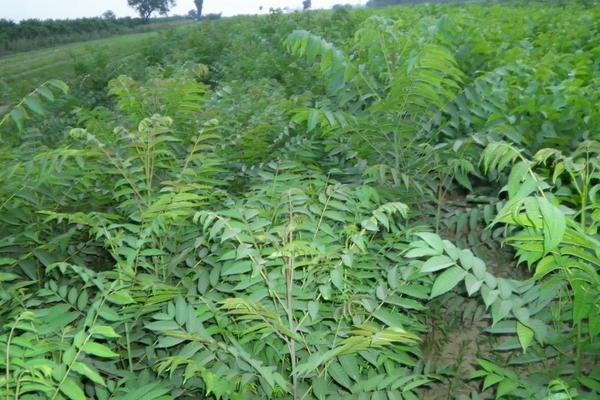 香椿矮化密植技术，香椿大棚种植技术