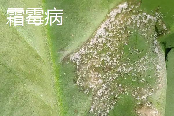 油菜病害，附种植方法