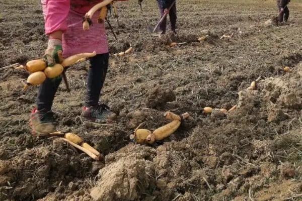 莲藕种植技术 莲藕种植方法，需要什么条件