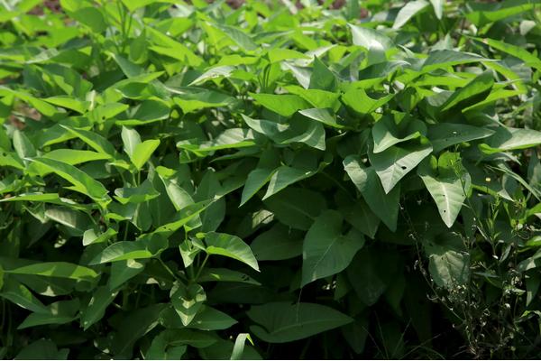 空心菜高产种植技术，什么时间种植合适