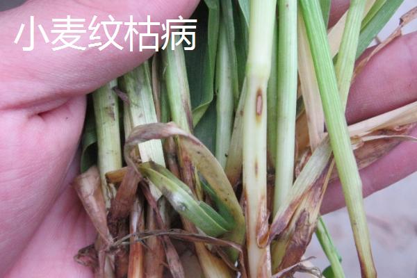 小麦茎基腐病，用什么药防治，与纹枯病有什么区别