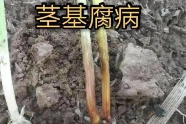 小麦茎基腐病，用什么药防治，与纹枯病有什么区别