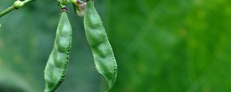 扁豆从种植到发芽需要多久