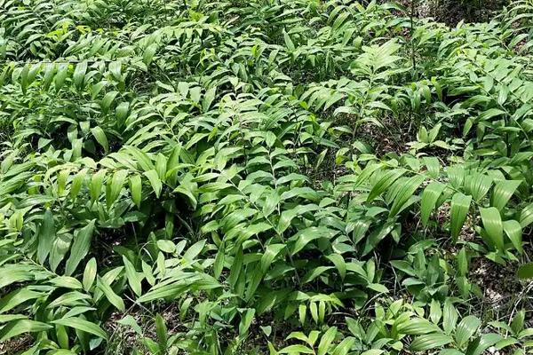 黄精的种植技术和栽培地区，种10亩黄精利润多少