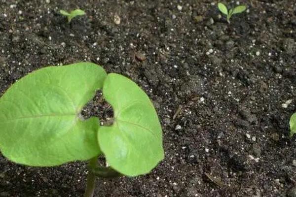 露地茄子种植管理技术，种植茄子一亩利润多少