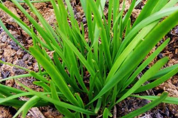 夏季适合种植什么蔬菜