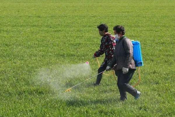 代森铵能打死青苔吗，与乙蒜素有什么区别