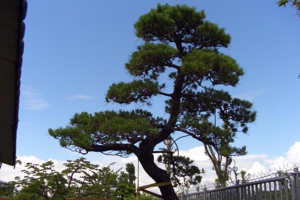 松树有多少种 松树开花吗