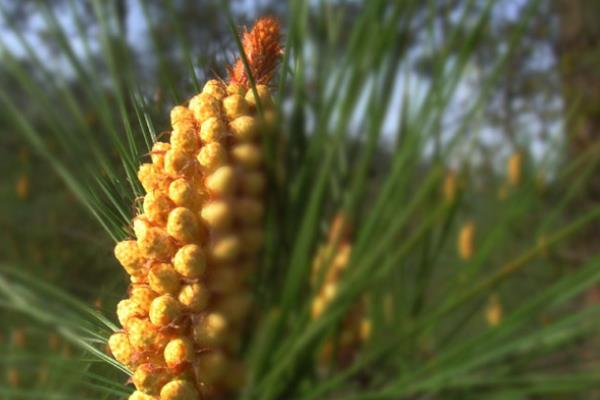 松树有多少种 松树开花吗