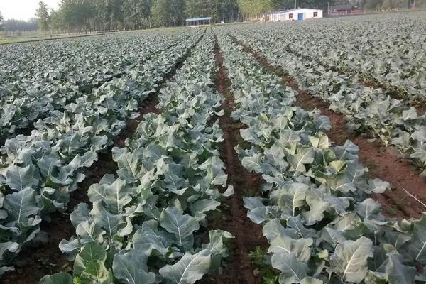 春季露地西兰花种植技术，什么时候种植合适