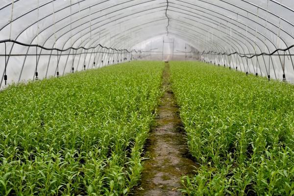 空心菜长在土里还是水里，附种植方法和时间