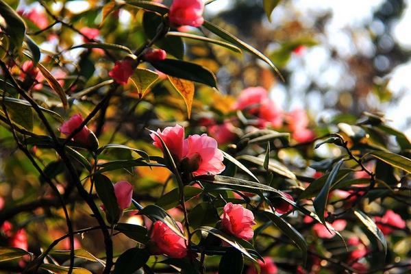 茶花苗几年可以开花 茶花怎么修剪枝叶