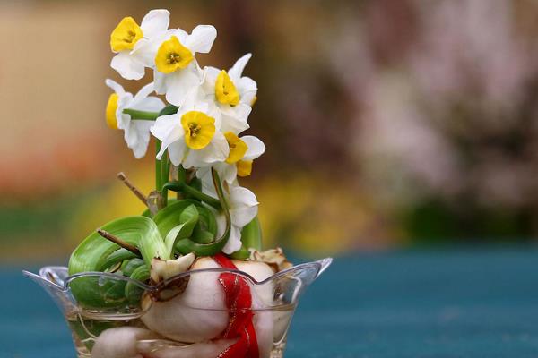 关于水仙花的传说有哪些 水仙花像什么