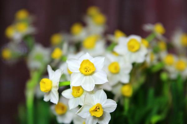 如何养水仙花 水仙花怎么种