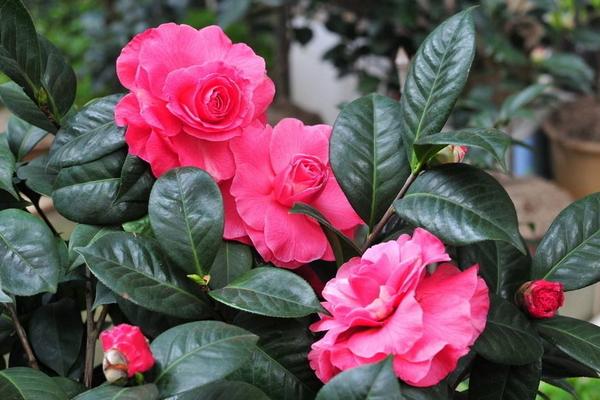 茶花可以扦插繁殖吗 茶花怎么嫁接（什么时候）