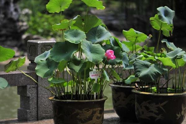 荷花盆栽不开花的原因及解决方法 荷花的花期是什么时候