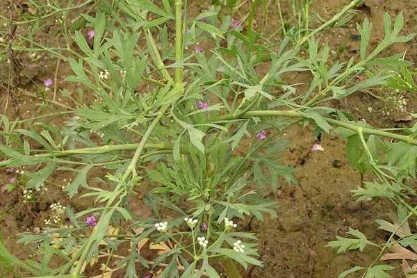 防风种植技术要点