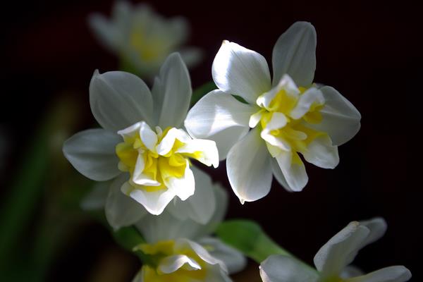 水仙花长太高怎么办 水仙花如何修剪