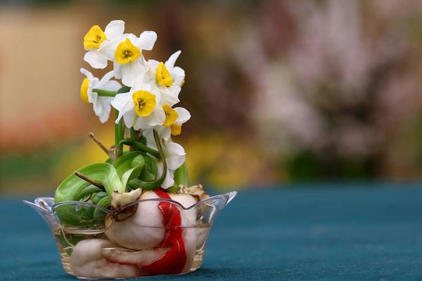 关于水仙花的诗歌（诗句）有哪些 水仙花的花语