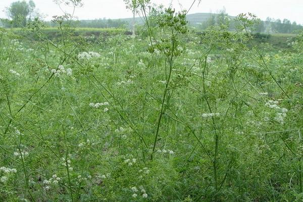 2018种黄岑赚钱吗？黄岑种植的利润与投资成本及前景预测