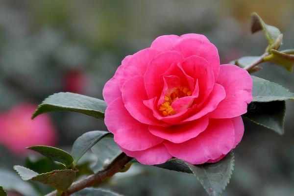 茶花苗几年可以开花 茶花怎么修剪枝叶