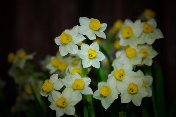 水仙花的知识 水仙花的生长过程