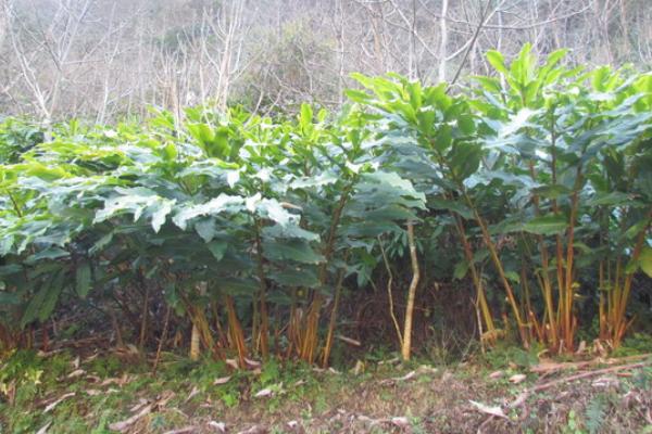 草果怎么种 草果种植技术与注意事项