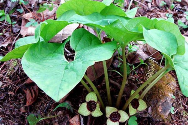 细辛种植技术 细辛种植时间及方法