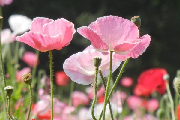 虞美人花图片大全 虞美人花语及寓意