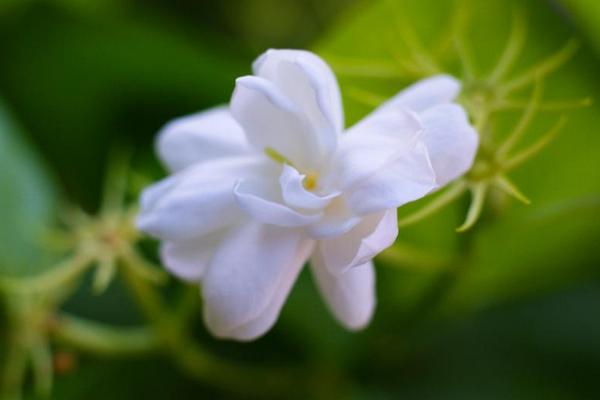 茉莉花能吸收甲醛吗 茉莉花能放在室内卧室吗