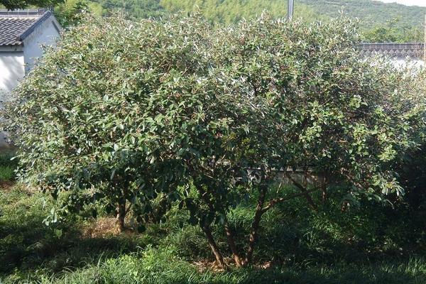 菲油果家庭种植