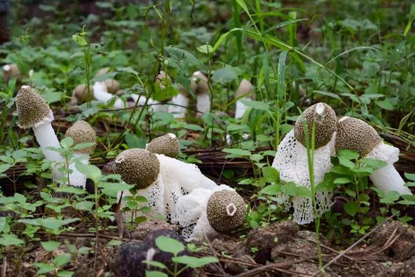 云南野生菌图片及名称