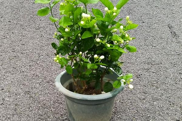 夏季茉莉花的养殖方法