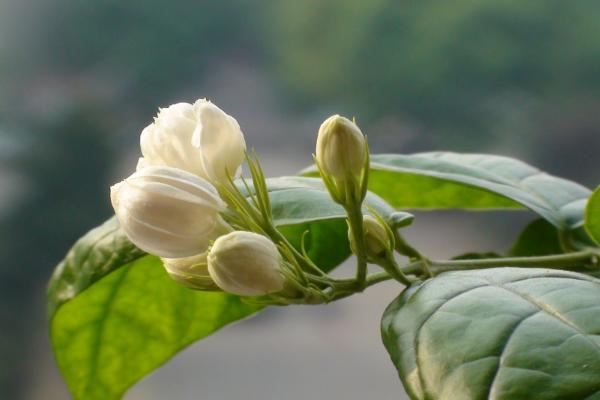 茉莉花图片大全 茉莉花花语及寓意 茉莉花有哪些品种