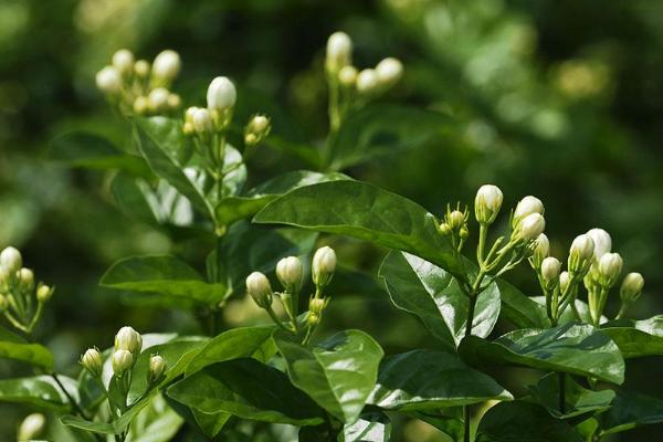 茉莉花图片大全 茉莉花花语及寓意 茉莉花有哪些品种