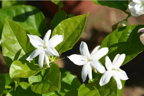 茉莉花种子市场价格多少钱一斤 茉莉花种子怎么种