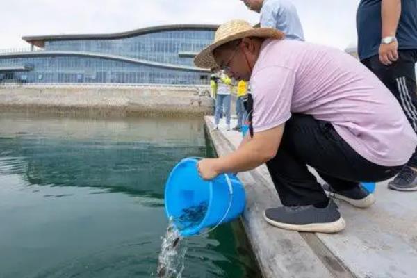 麦鲮鱼的养殖技术，适合在哪些地方养殖