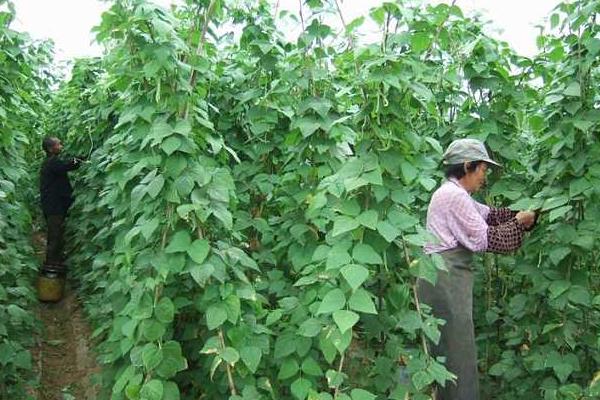 四季豆怎么种（种植技术与管理方法） 四季豆常见的病害及防治